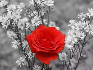 Róża, Kwiaty, Czerwona
