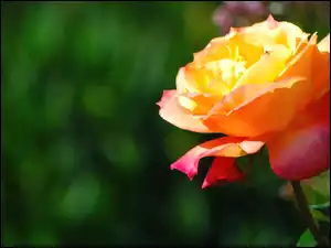 Róża, Rozwinięta, Żółta