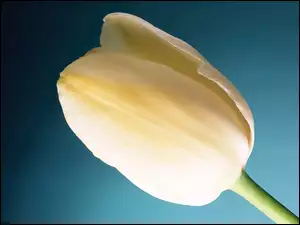 Kremowy, Tulipan