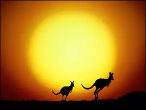 Dwa, Słońca, Kangury, Zachód