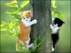 Dwa, Drzewo, Małe, Kotki