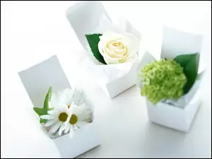 Trzy, Kwiatki, Białe, Pudełka