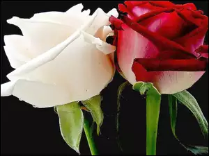 Róża, Biała, Czerwona