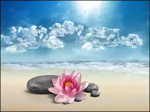 Kwiat, Chmury, Plaża
