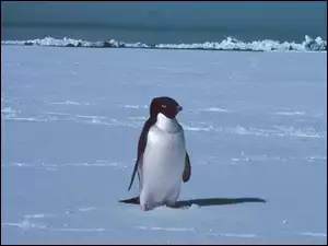 Mały, Pingwinek