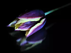 Odbicie, Kolorowy, Tulipan