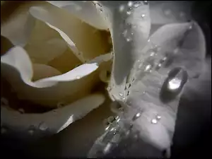 Biała, Wody, Róża, Krople