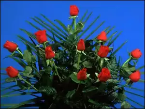 Róż, Bukiet, Czerwonych