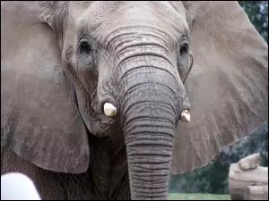 Słoń, Trąba