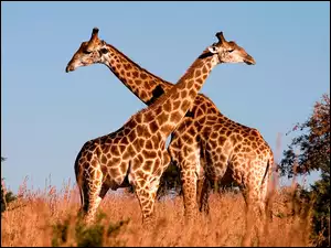 Dwie, Żyrafy