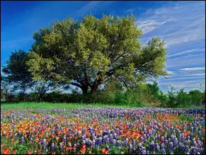 Dąb, Kwiaty, Teksas, Wiosna