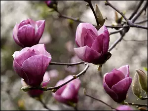 Magnolia, Kwitnące, Drzewo
