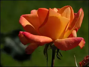 Herbaciana, Róża