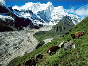 Pastwisko, Tybet, Góry