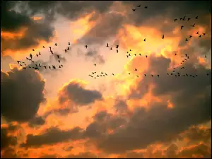 Ptaki, Niebo, Chmury