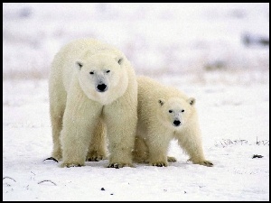 Niedźwiedzie, Młode, Polarne, Mama