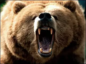 Paszcza, Niedźwiedzia