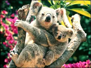 Dwa, Drzewo, Misie, Koala