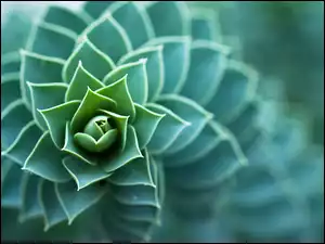 Kaktus, Spirala