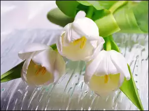Woda, Białe, Tulipany