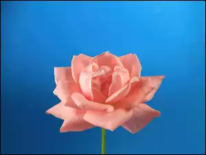 Róża, Różowa, Rozkwitnięta