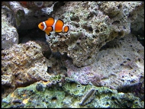 Skały, Nemo, Podwodne