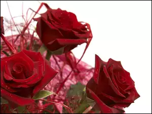 Róż, Wiązanka, Czerwonych
