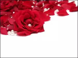 Perły, Czerwone, Róże