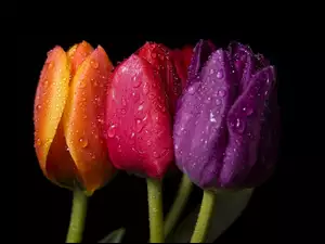 Tulipanów, Trzy, Kolory