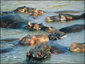 Hipopotamy, Woda
