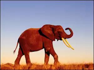 kły, słoń