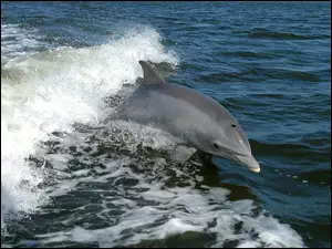 Fala, Delfin, Morze