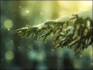 Śnieg, Gałązka, Drzewo