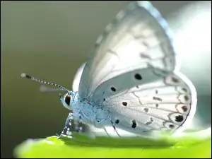 Motyl, Piękny, Biały
