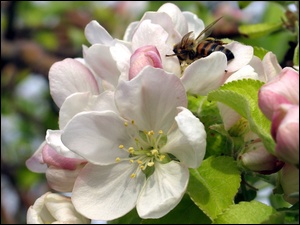 Pszczoła, Kwiat, Jabłoni