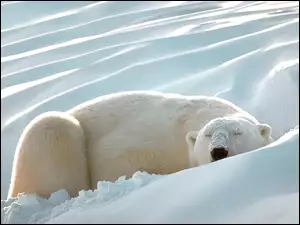 Niedźwiedź, Śnieżna, Polarny, Pokrywa