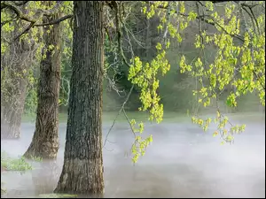 Drzewa, Mgła, Zielone, Listki