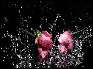 Róże, Woda
