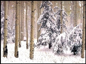 Drzewa, Śnieg, Las