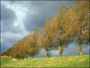 Wiatr, Szereg, Drzew