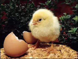Kurczaczek, Wielkanoc, Rozbite, Jajko