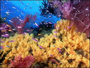 Koralowa, Podwodna, Rafa