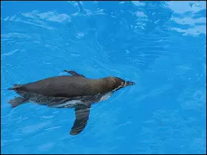 Pływający, Pingwin
