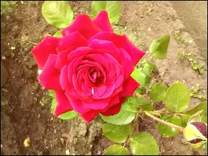 Grządka, Czerwona, Róża
