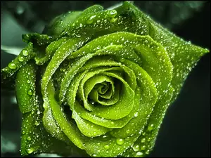 Zielona, Deszczu, Róża, Krople
