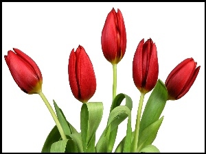 Tulipanów, Pięć, Czerwonych