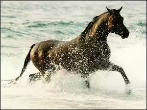 Koń, Woda, Morze, Brzeg