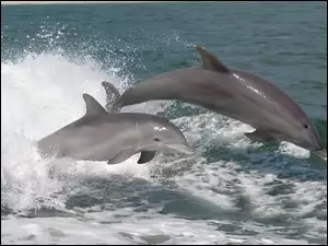 Delfiny, Dwa, Szare