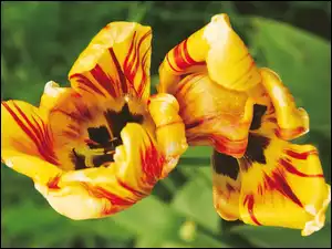 Tulipany, Żółto, Czerwone