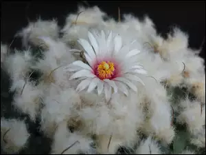 Kwiatek, Kaktus